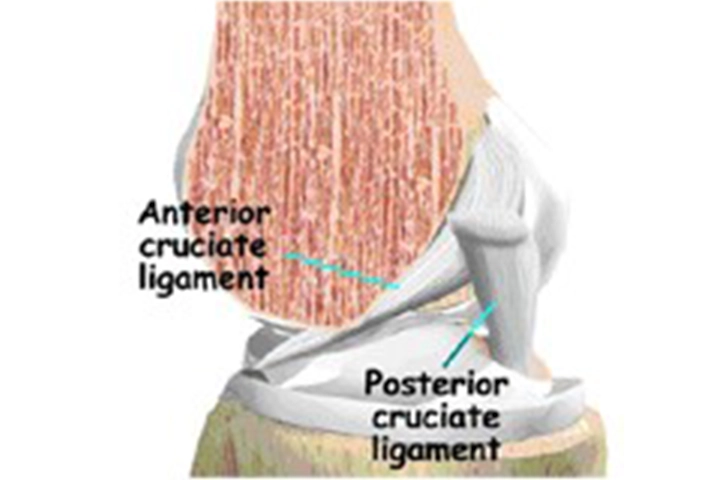 Knee Arthroscopy & ACL Surgery